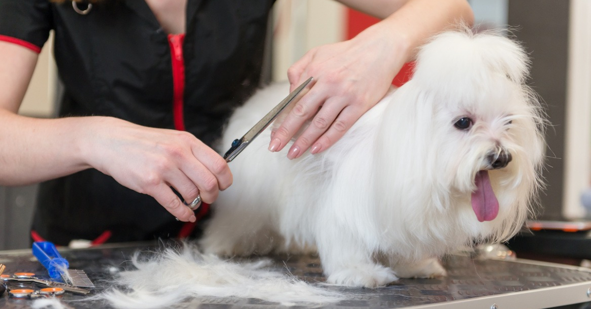 Comment toiletter un Bichon Maltais