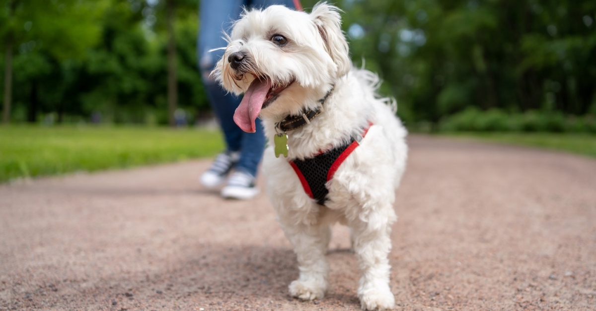 Collier Bichon Maltais En Strass - Chaîne 50cm, Alliage Zinc - Neuf Avec étiquettes, Thème Chien