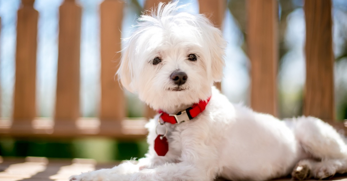 Quel collier choisir pour un Bichon Maltais