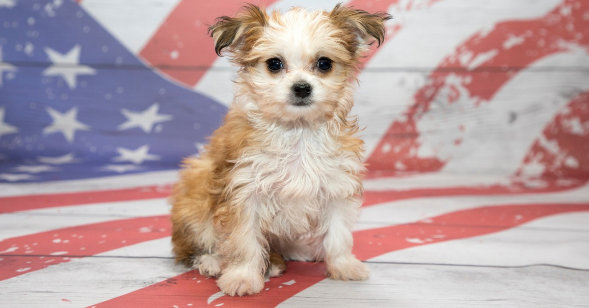 Bichon Maltais croisé Chihuahua : caractéristiques et photos