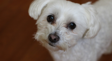 Noms pour un mâle Bichon Maltais