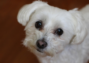 Bichon Maltais anxieux, les solutions naturelles pour l’aider à rester calme
