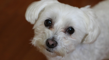 Bichon Maltais anxieux, les solutions naturelles pour l’aider à rester calme