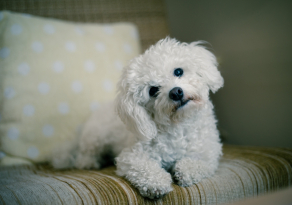 Le tartre et la santé dentaire du Bichon Maltais