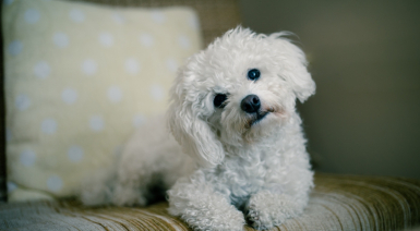 Le tartre et la santé dentaire du Bichon Maltais
